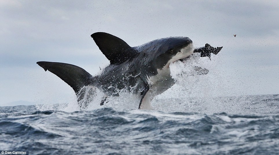 White shark breaching