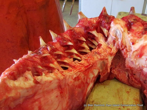 Shark jaw with multiple teeth rows