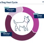 circular chart depicting the four stages of a dog estrus cycle: proestrus, estrus, diestrus and anestrus