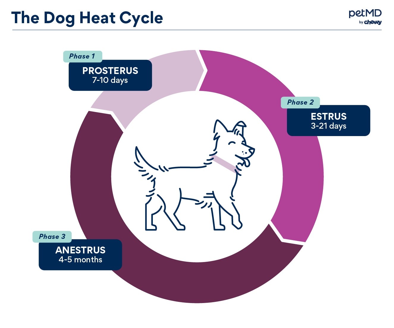 Circular chart depicting the three stages of a dog estrus cycle: Proestrus, Estrus, and Anestrus