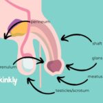 Blowjob Diagram: diagram showing the perineum, shaft, glans, meatus, testicles and frenulum on a flaccid penis.