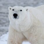 Polar bear walking on ice.