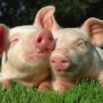 Pigs grazing in a field, symbolizing the importance of humane treatment for all creatures, including insects, and reflecting PETA's values of compassion and ethical pest control.