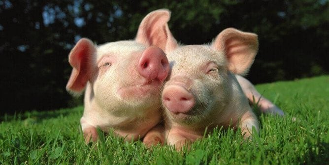 Pigs grazing in a field, symbolizing the importance of humane treatment for all creatures, including insects, and reflecting PETA's values of compassion and ethical pest control.