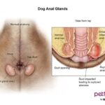 A diagram of a dog anal gland.