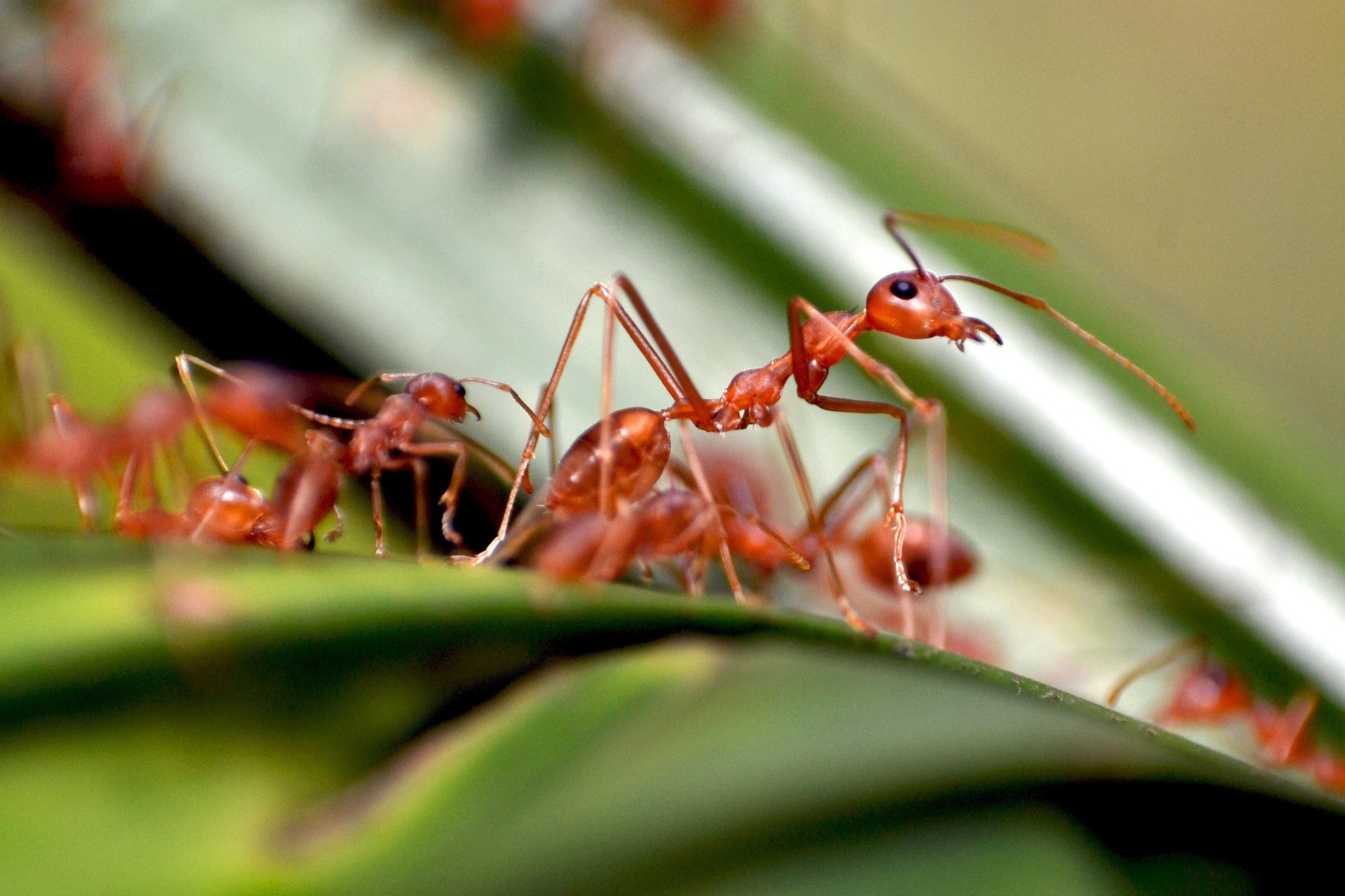 Red ants.