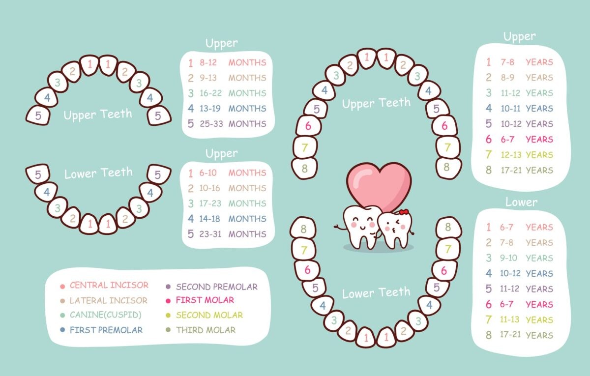 baby teeth chart