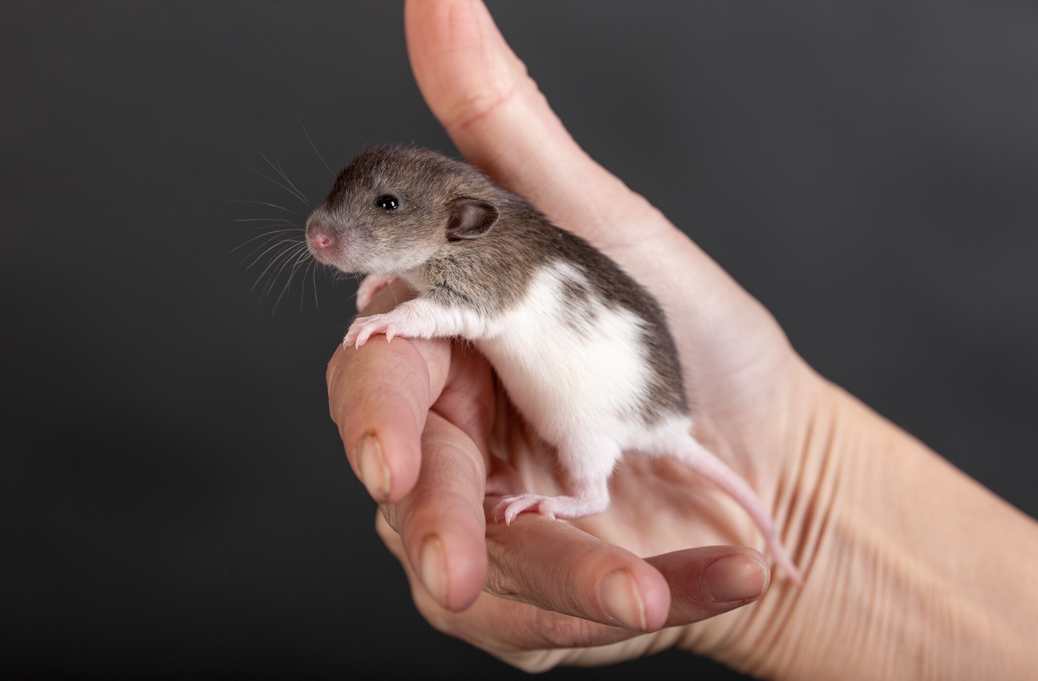 A curious baby rat explores its surroundings