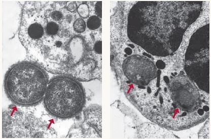 White blood cell engulfing bacteria to illustrate immune system action