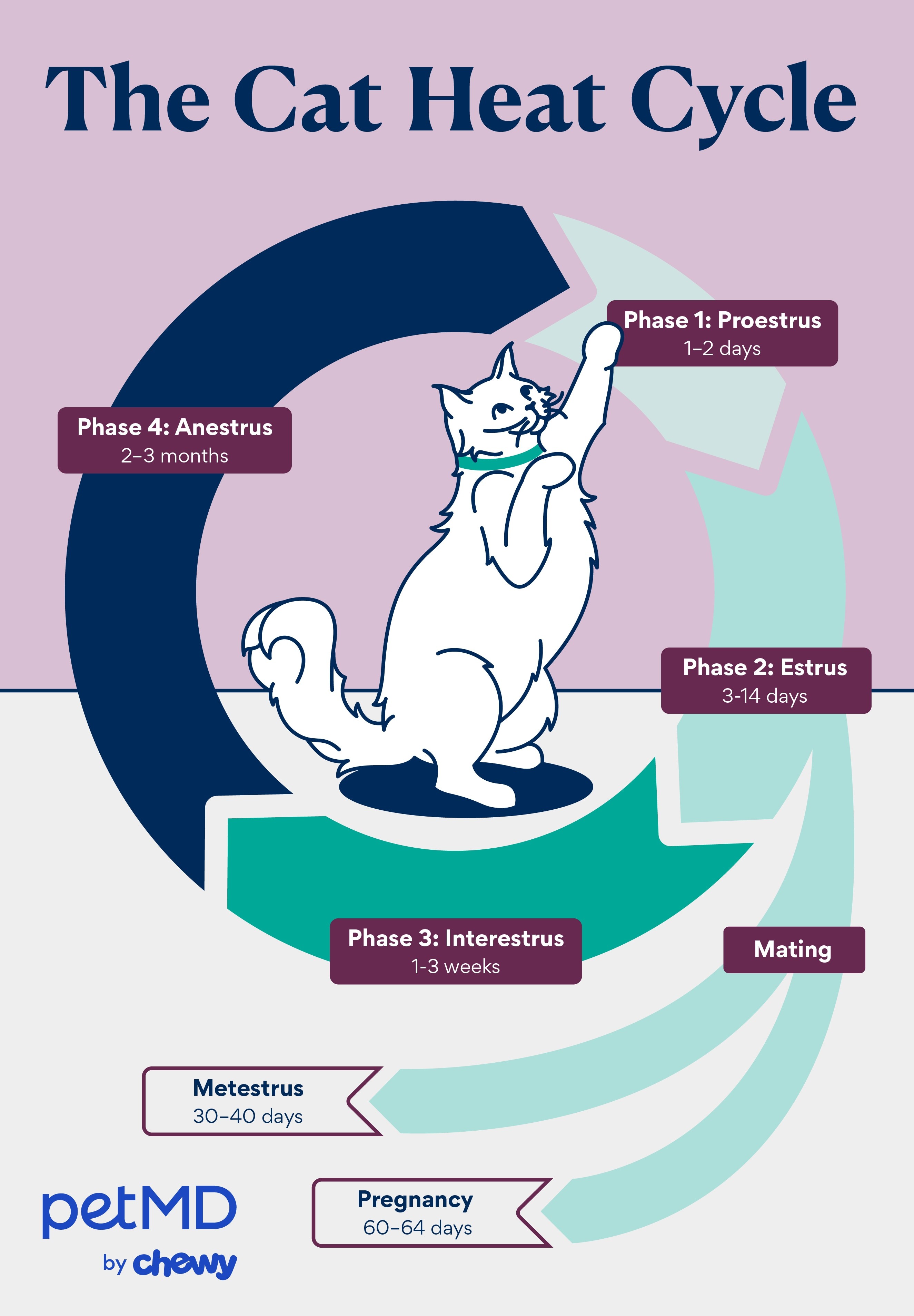 Illustration depicting a cat in heat with visible behavioral changes