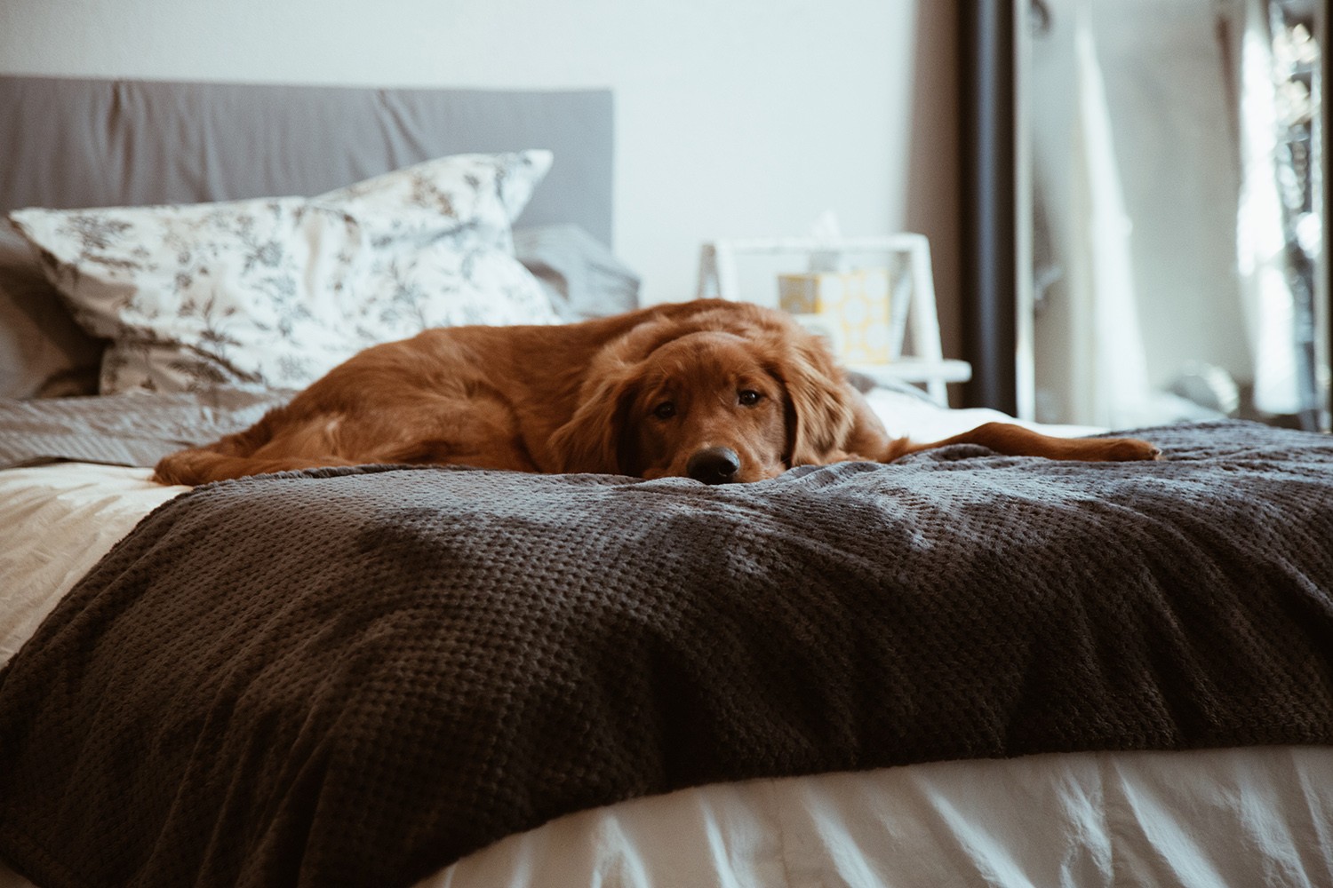 Golden retriever laying on bed