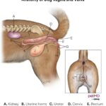 Dog pregnancy: A diagram of a dog vagina and vulva.