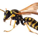 European Wasp Identification