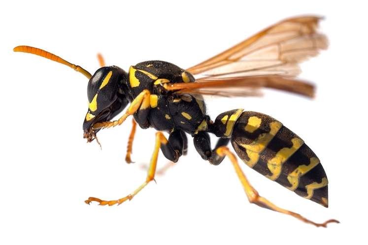 European Wasp Identification