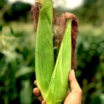 Close up of unpeeled corn cobs held by a person, showcasing fresh summer corn.