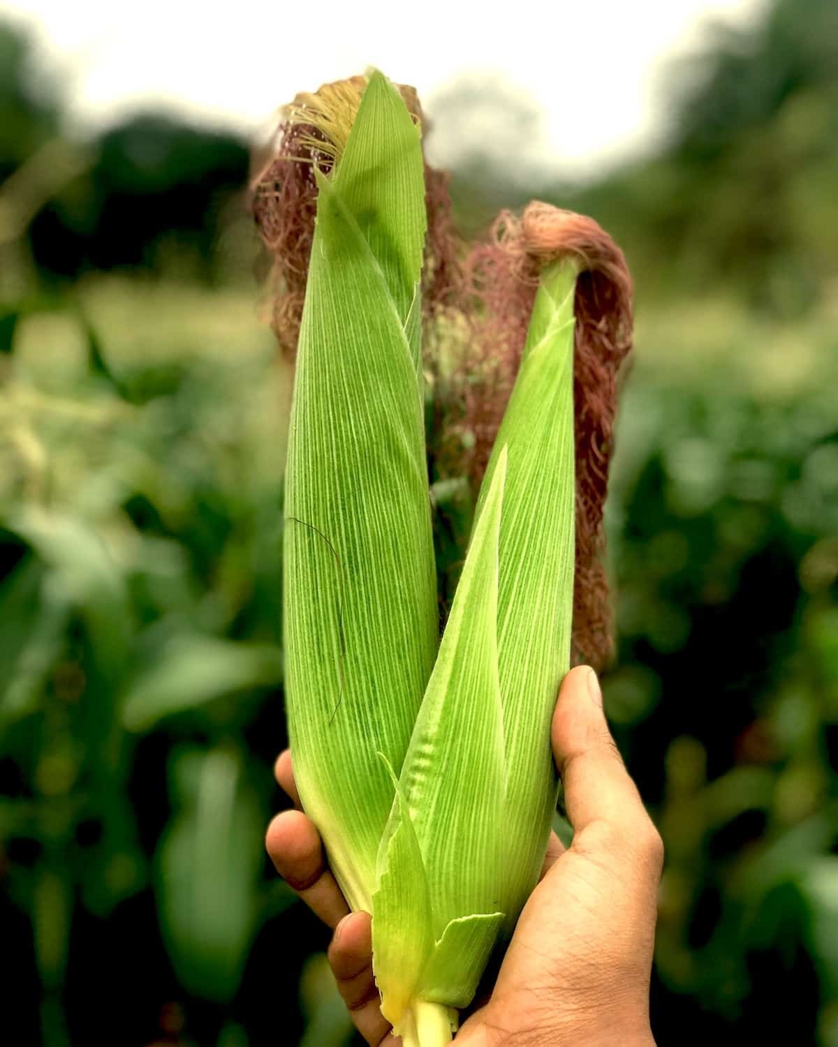 Close up of unpeeled corn cobs held by a person, showcasing fresh summer corn.