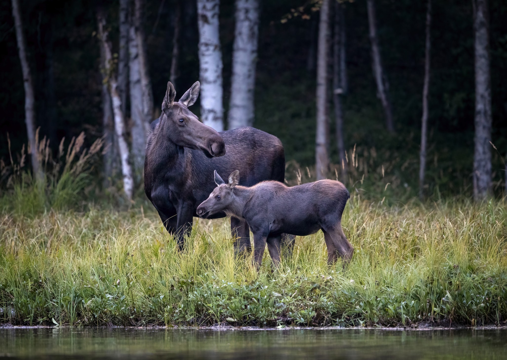 Cow and calf moose