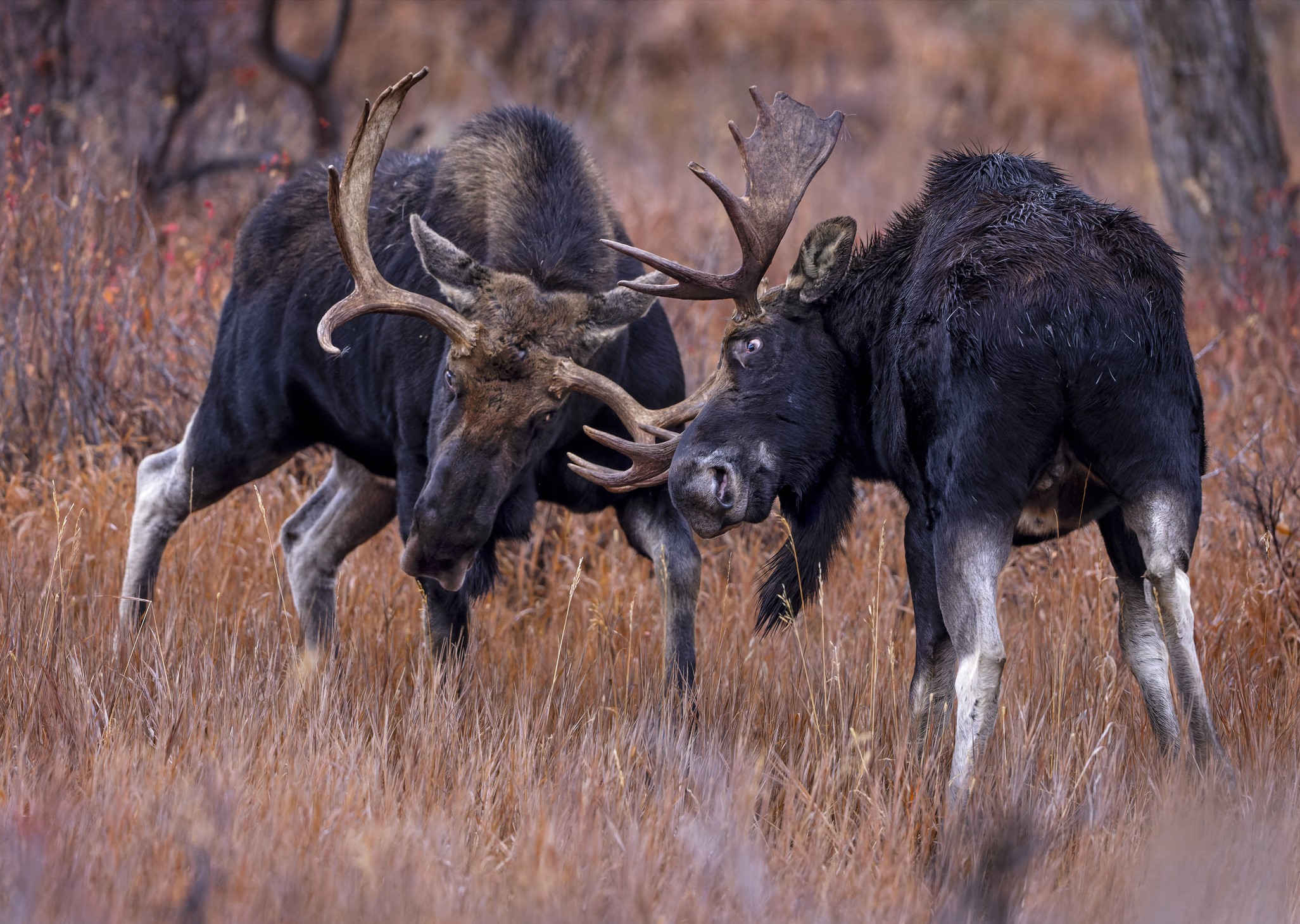 Bull moose sparring