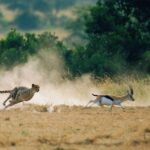 Cheetah chasing Thomson's gazelle with its long tail extended for balance