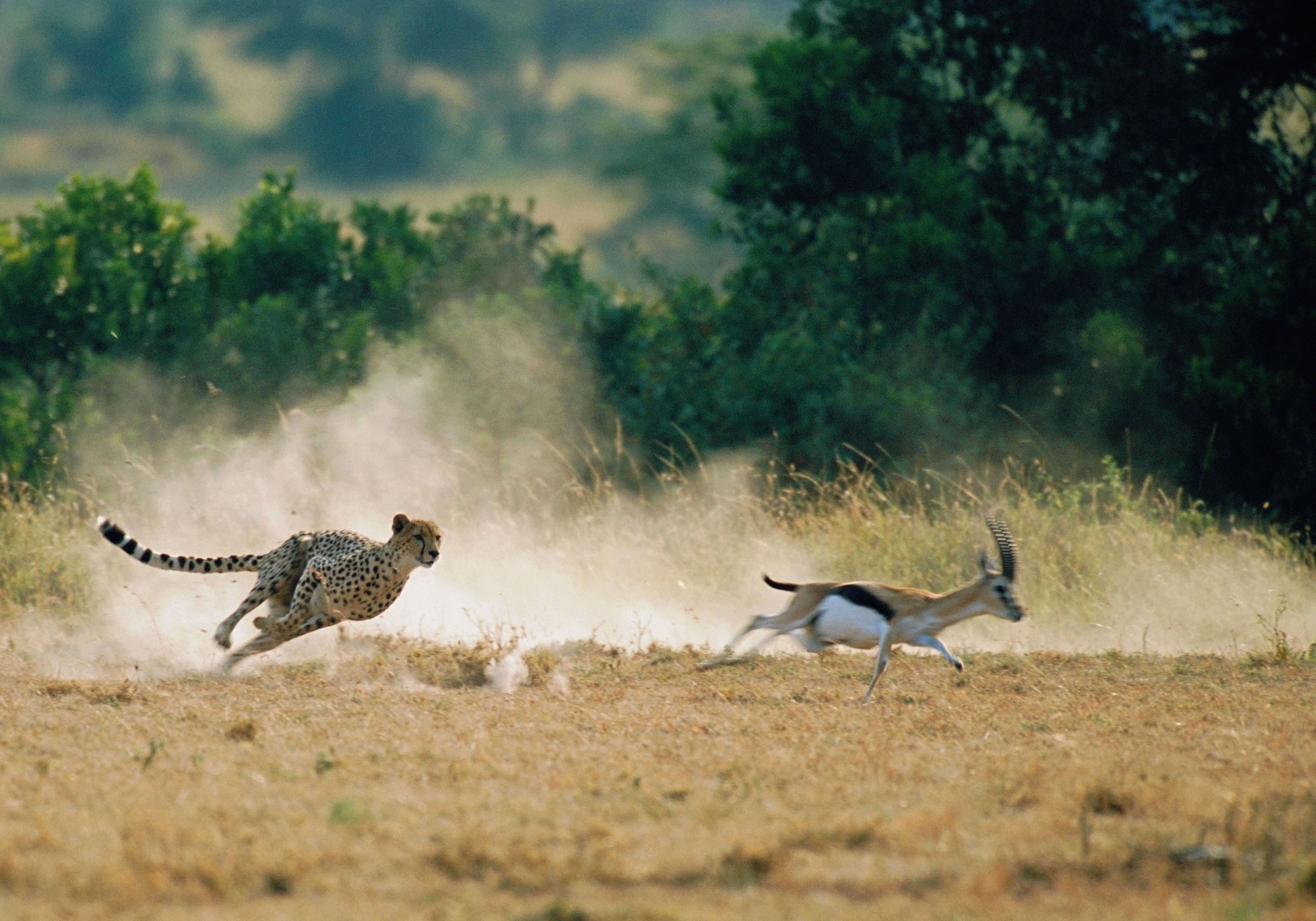 Cheetah chasing Thomson's gazelle with its long tail extended for balance