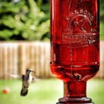 Attract beautiful hummingbirds to your backyard or garden with this simple homemade hummingbird food recipe!