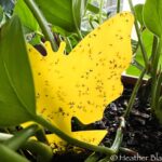 Yellow sticky trap full of fungus gnats