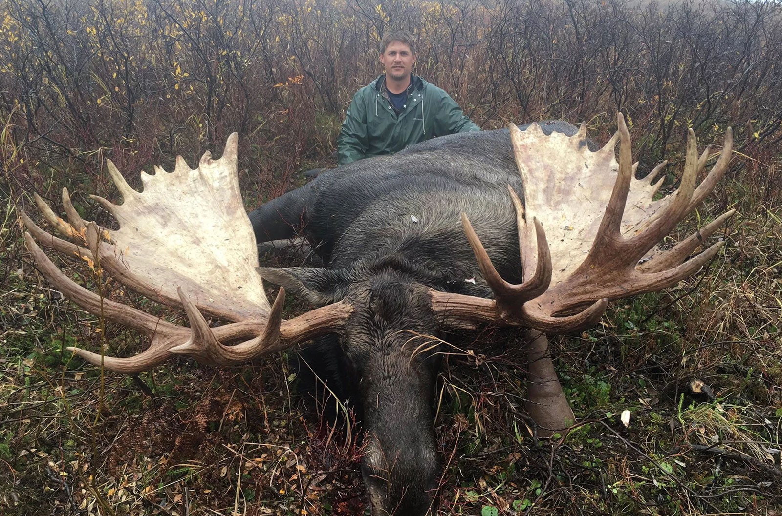 Bull moose antlers spread