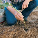 planting sweet potato