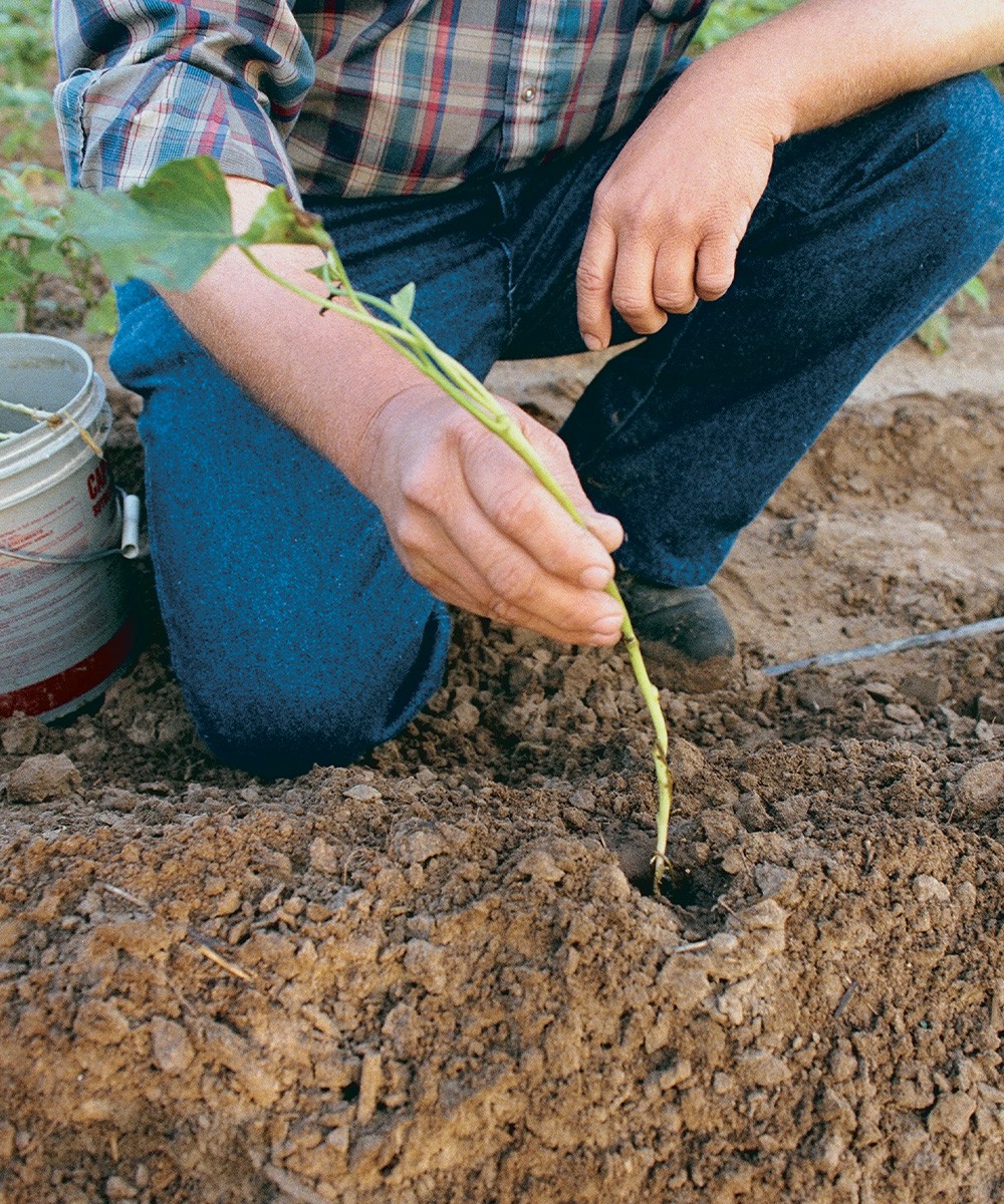 planting sweet potato