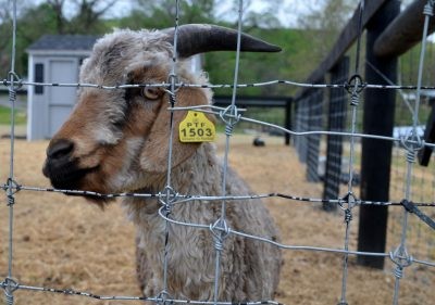 goat shelter