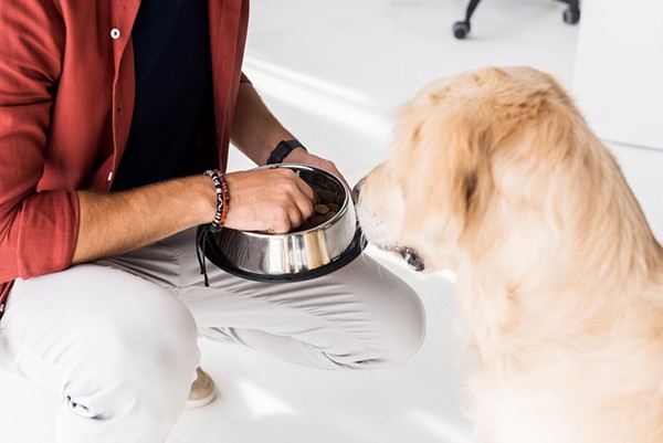 Owner handfeeding their dog