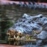 Cassius the 120-year-old crocodile swims with his head above water.