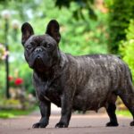 Pregnant French Bulldog standing in the garden, showcasing canine pregnancy.