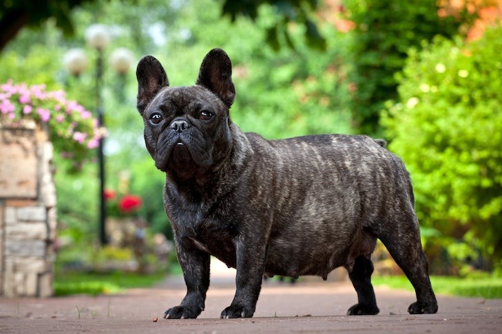 Pregnant French Bulldog standing in the garden, showcasing canine pregnancy.