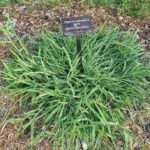 Crabgrass