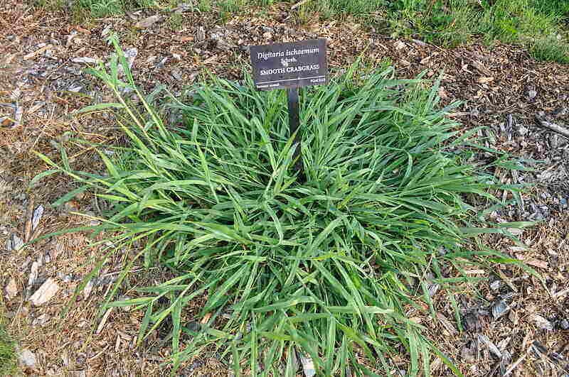 Crabgrass