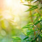 Young bamboo plants