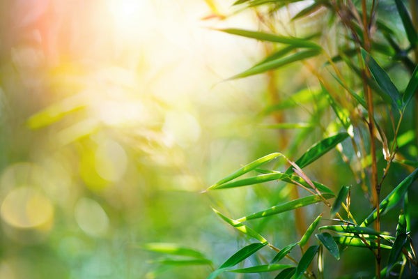 Young bamboo plants