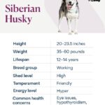 chart depicting siberian husky traits