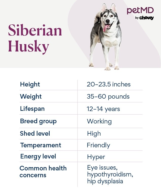 chart depicting siberian husky traits