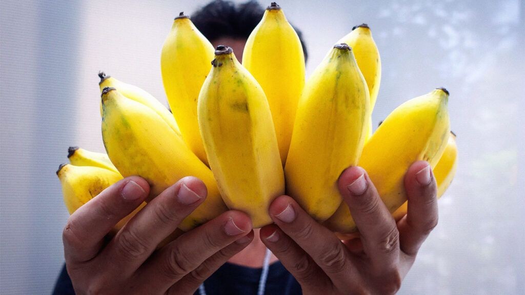 A person choosing bland foods like bananas, part of the BRAT diet, to help stop diarrhea.