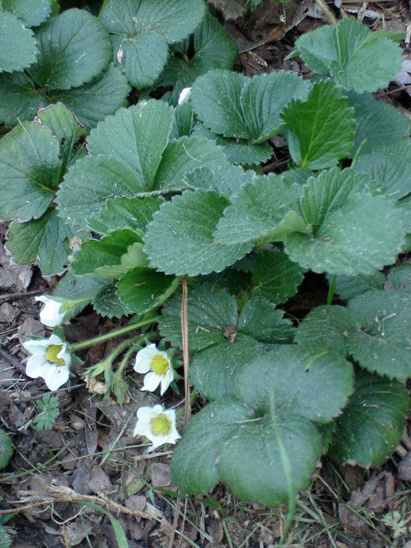 It takes about a month to go from pollinated bloom to ripe fruit.