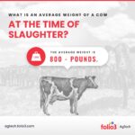 Mature weight of a cow