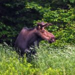 A moose standing in a forest clearing, showcasing its impressive stature