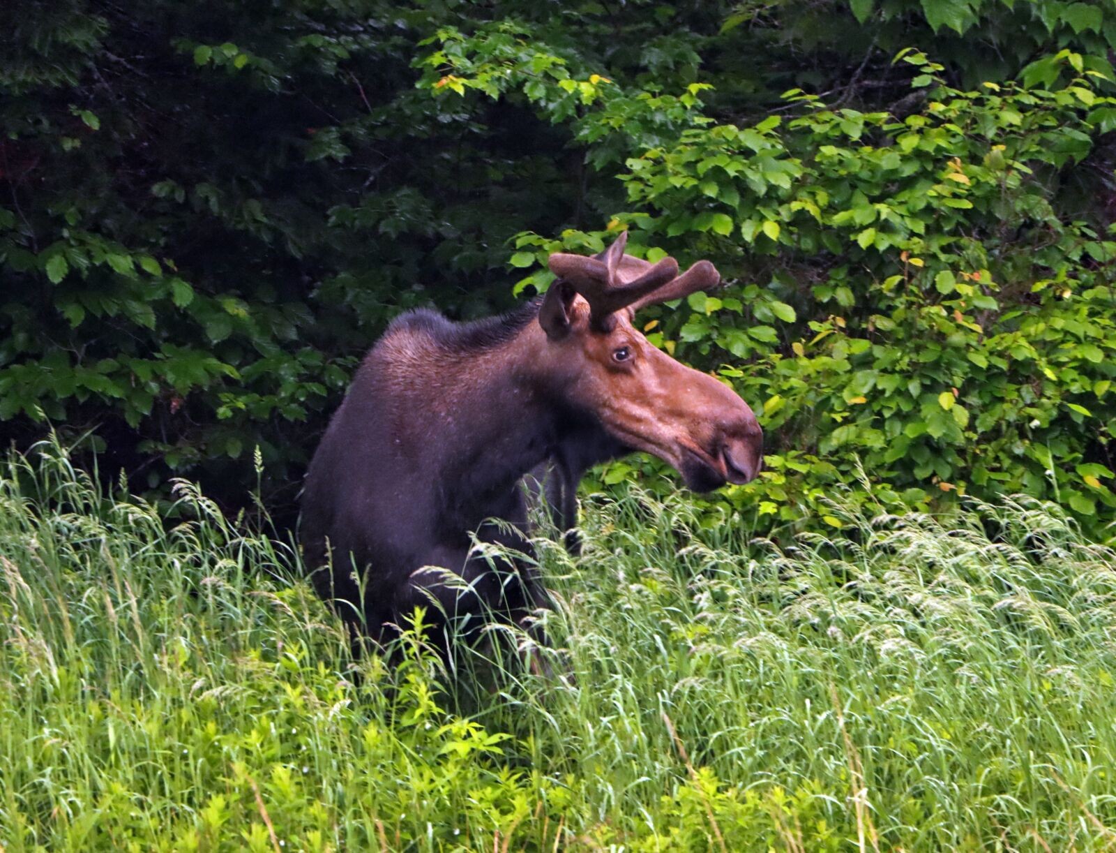 A moose standing in a forest clearing, showcasing its impressive stature