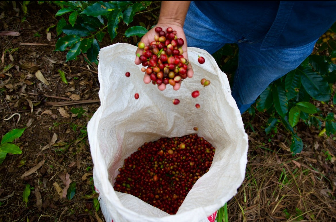 Espresso Coffee Cherry Ready To Turn Into Energy