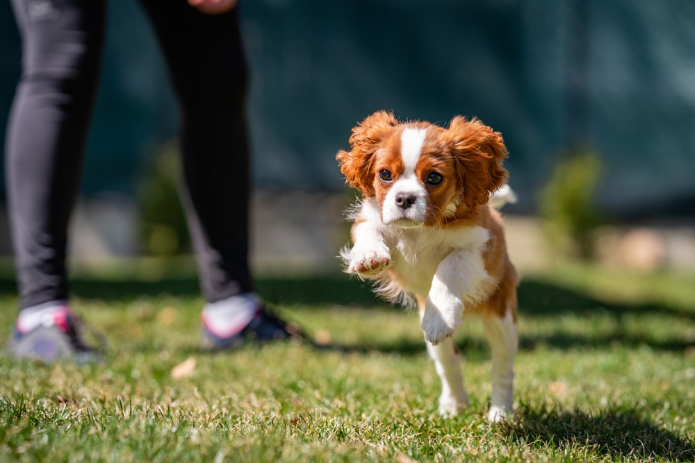 cavalier king charles spaniel puppy in a training session