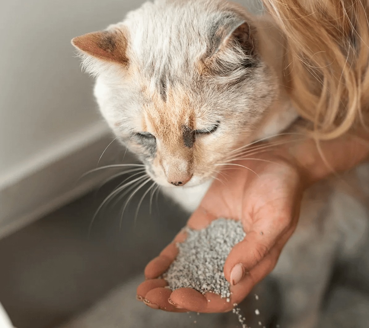 Woman Holding Cat and Clumping Cat Litter