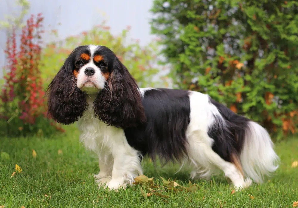 cavalier king charles spaniel smiling at the camera