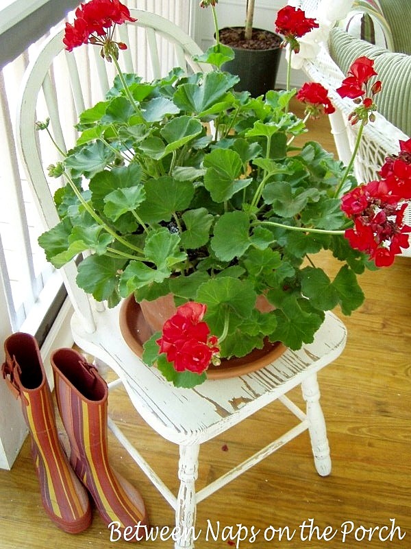 Red geranium in a shabby white chair